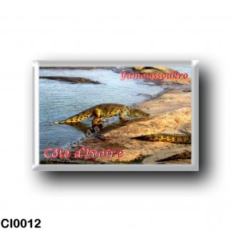 CI0012 Africa - Ivory Coast - Yamoussoukro - Crocodile marchant
