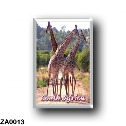 ZA0013 Africa - South Africa - Giraffes