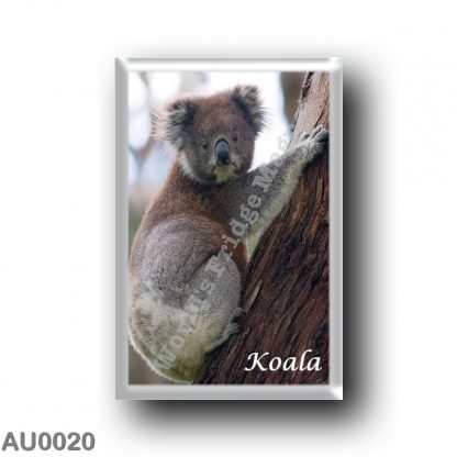 AU0020 Oceania - Australia - Koala