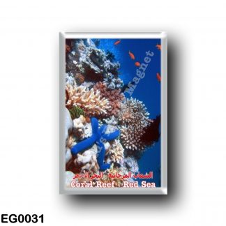 EG0031 Africa - Egypt - Red Sea - Coral Reef - Biodiversity