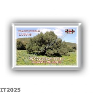 IT2025 Europe - Italy - Sardinia - Luras - S'Ozzastru - Olivastri millenari